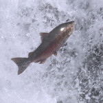 A salmon jumping a waterfall