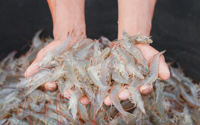 A person with two handfuls of raw shrimp