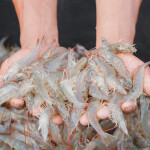 A person with two handfuls of raw shrimp