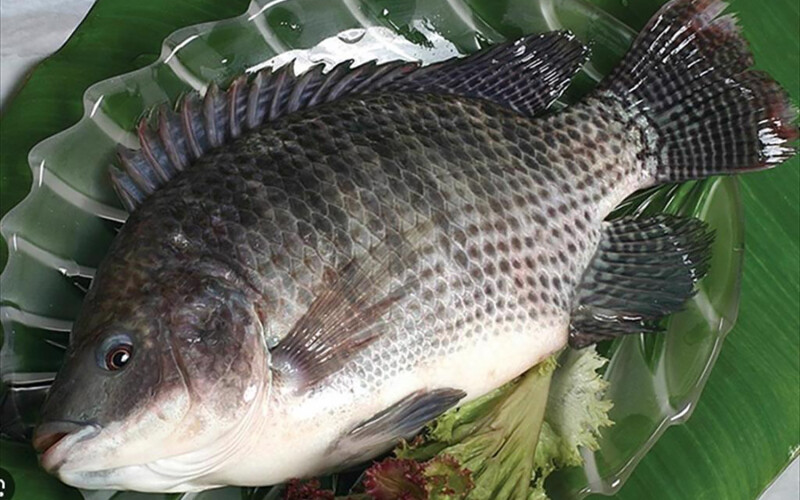 A full tilapia on a plate with garnishes