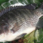A full tilapia on a plate with garnishes