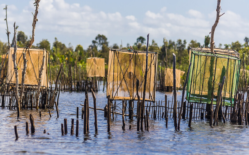 A shrimp trap along the Pangalanes Canal in Madagascar