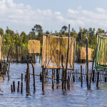 A shrimp trap along the Pangalanes Canal in Madagascar