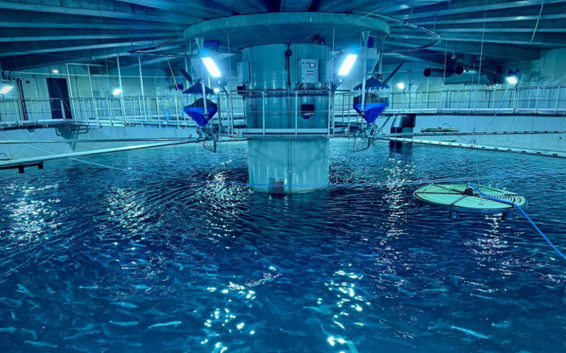 An interior view of Laxey's indoor salmon-farming facility