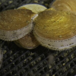 Scallops