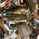 blue crabs