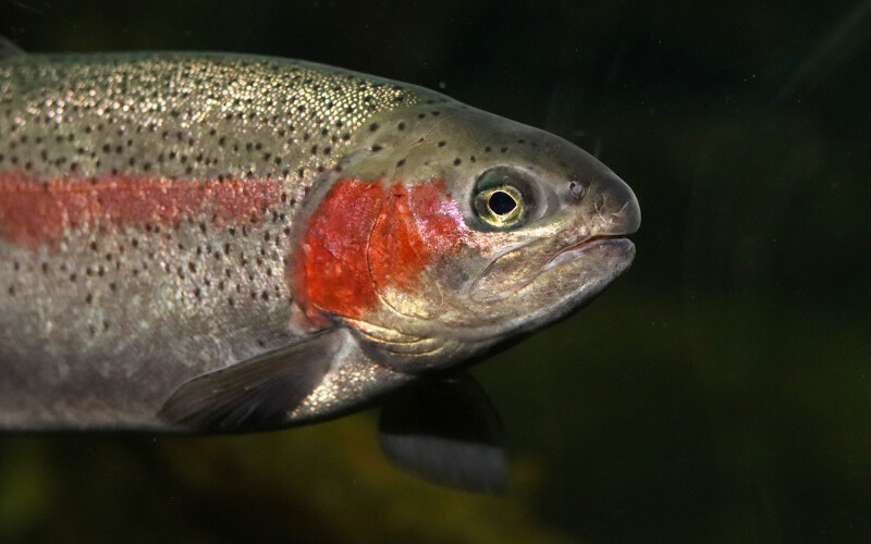 A close-up of a steelhead trout swimming