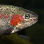 A close-up of a steelhead trout swimming