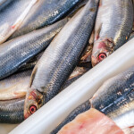 Scottish mackerel has grown tenfold in Japan since the U.K. and Japan signed a free trade agreement in 2020