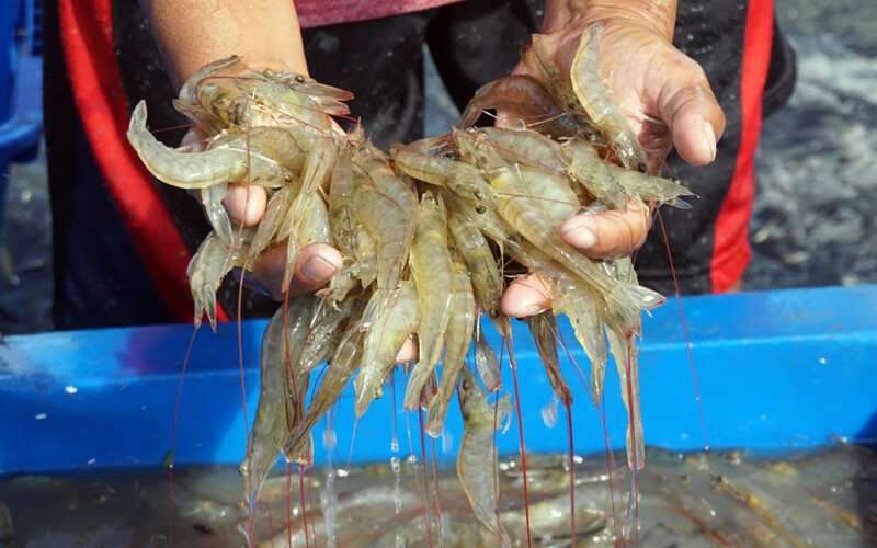 A shrimp farmer holding a pile of whiteleg shrimp