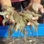 A shrimp farmer holding a pile of whiteleg shrimp
