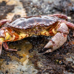A rock crab on a rock covered in seaweed