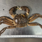 A Chinese mitten crab