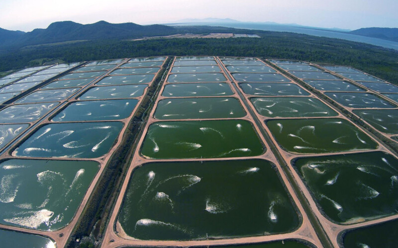 An aerial view of a Seafarms Group farm
