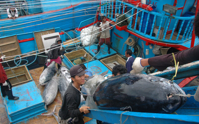 The tuna industry is beset with human rights violations