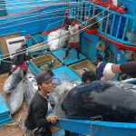 The tuna industry is beset with human rights violations