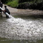 Millions of salmon being released into the Sacramento River