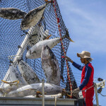 Tuna fisheries produce 5 million metric tons of fish and a dockside value of USD 10 billion (EUR 8.8 billion) a year