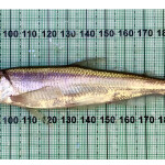 Longfin smelt