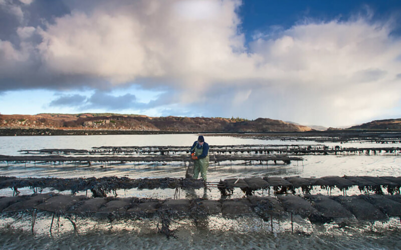 A Scottish oyster farmer