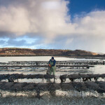 A Scottish oyster farmer