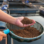 Aquafeed