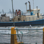 A Clean Seas Seafood workboat near one of the company's net pens