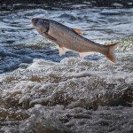 An Asian carp jumping out of the water
