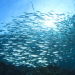 Sardines swimming in a school in the ocean