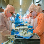 Shrimp processing in Vietnam