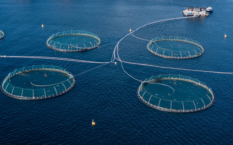 An aerial shot of a Mowi salmon farm