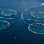 An aerial shot of a Mowi salmon farm