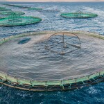 Aquaculture nets