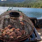 Alaskan crabs