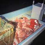 Illegally harvested red snapper
