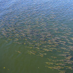 Alaska Chinook salmon