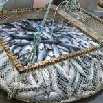 Russia caught the most Pacific salmon out of NPAFC member countries in 2024, comprising 48 percent of the total commercial catch