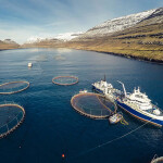 An aerial shot of a Bakkafrost salmon farm