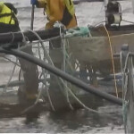 Video captured by the Green Britain Foundation showed Mowi Scotland staff beating live fish