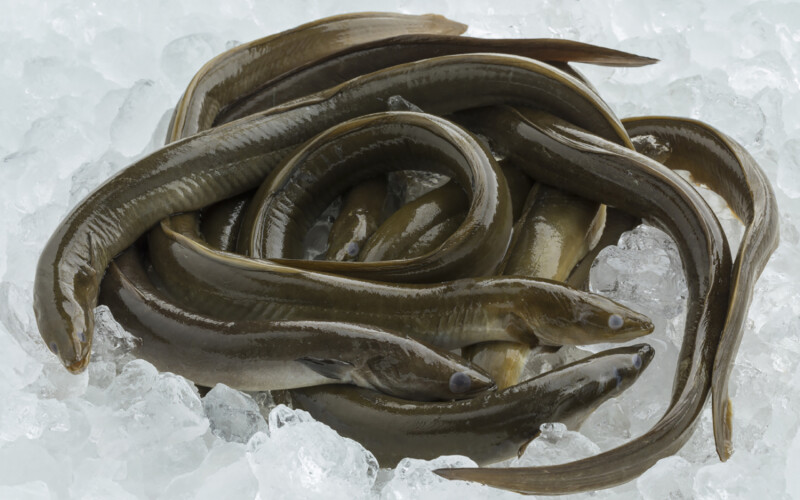 Peruvian eels