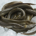 Peruvian eels