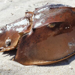 a horseshoe crab shell