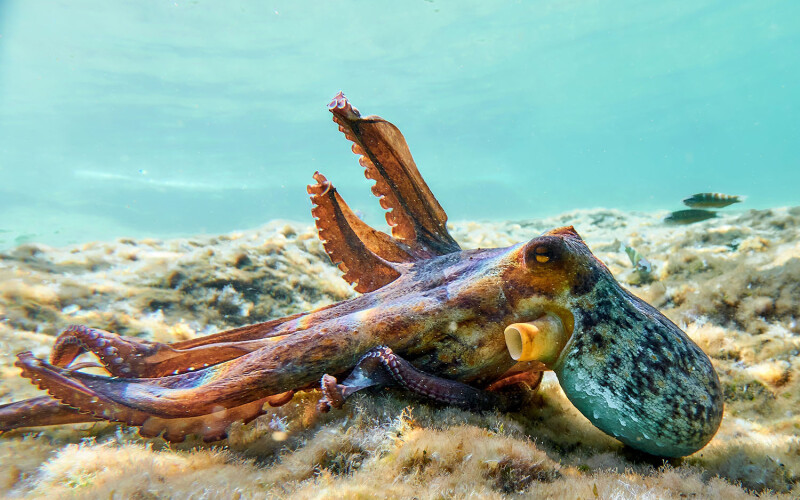 an octopus