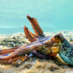 an octopus