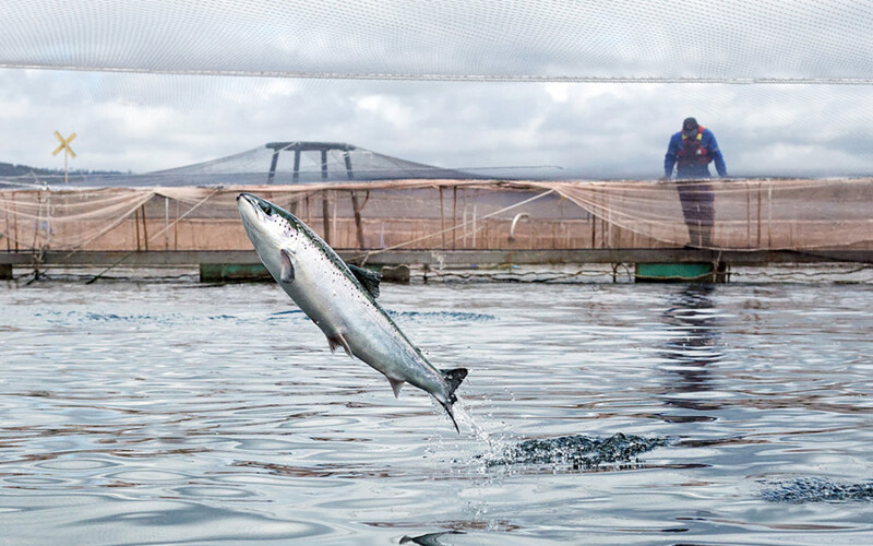 A salmon in a net pen jumping out of the water