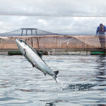A salmon in a net pen jumping out of the water