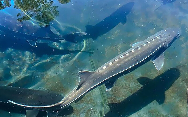 Sturgeon swimming on a fish farm