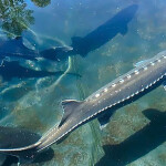 Sturgeon swimming on a fish farm