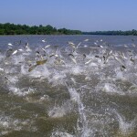First introduced to the United States as a pest controller at aquaculture facilities, Asian carp quickly escaped into America’s waterways
