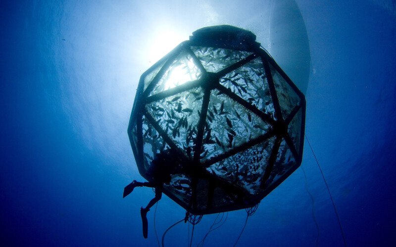 According to the EPA permit, Ocean Era has been approved to raise up to 20,000 red drum over the course of a year in a single net pen located roughly 40 miles off the coast of Sarasota, Florida, U.S.A.